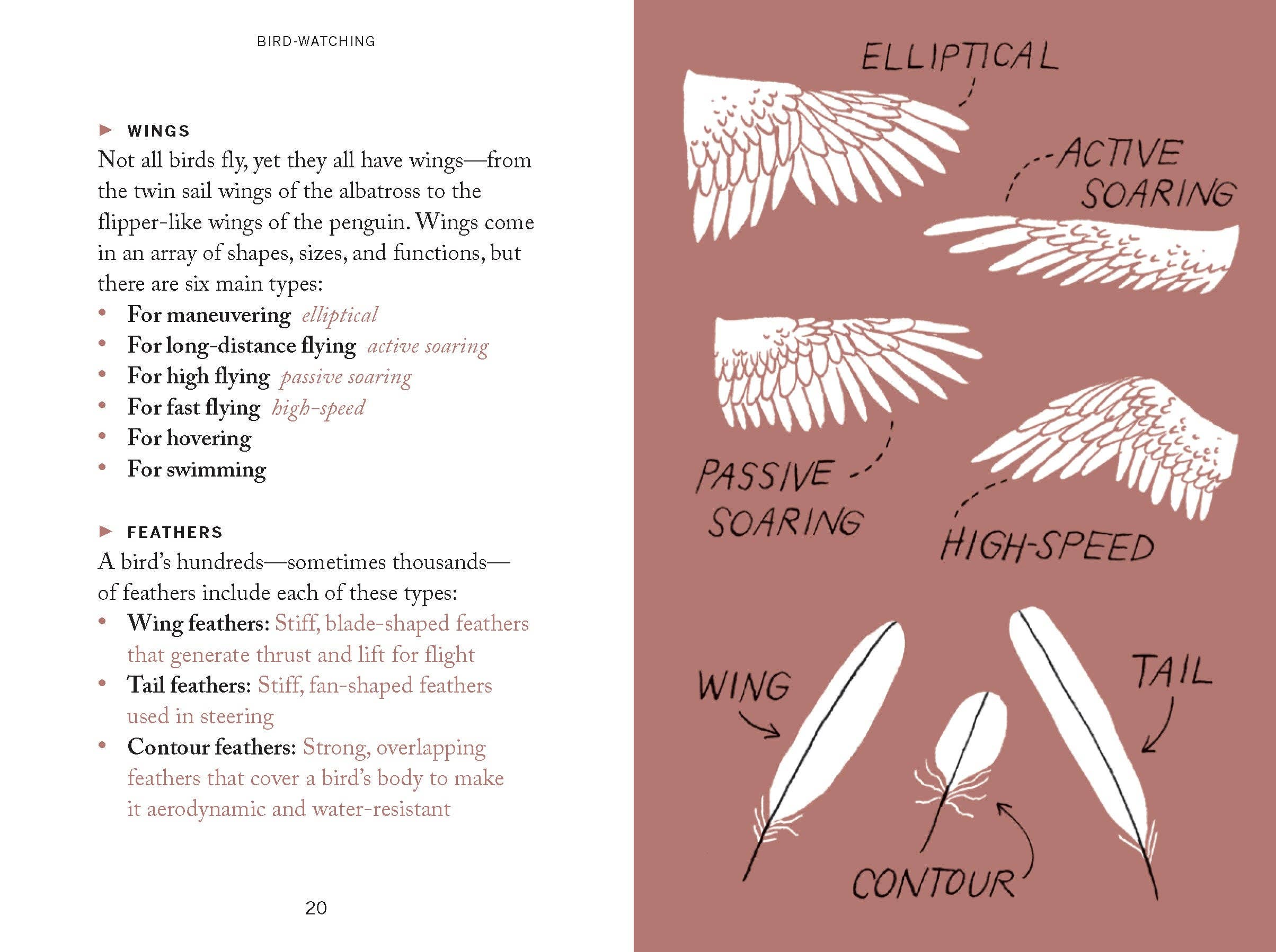 Pocket Nature: Bird-Watching Book - Image 2