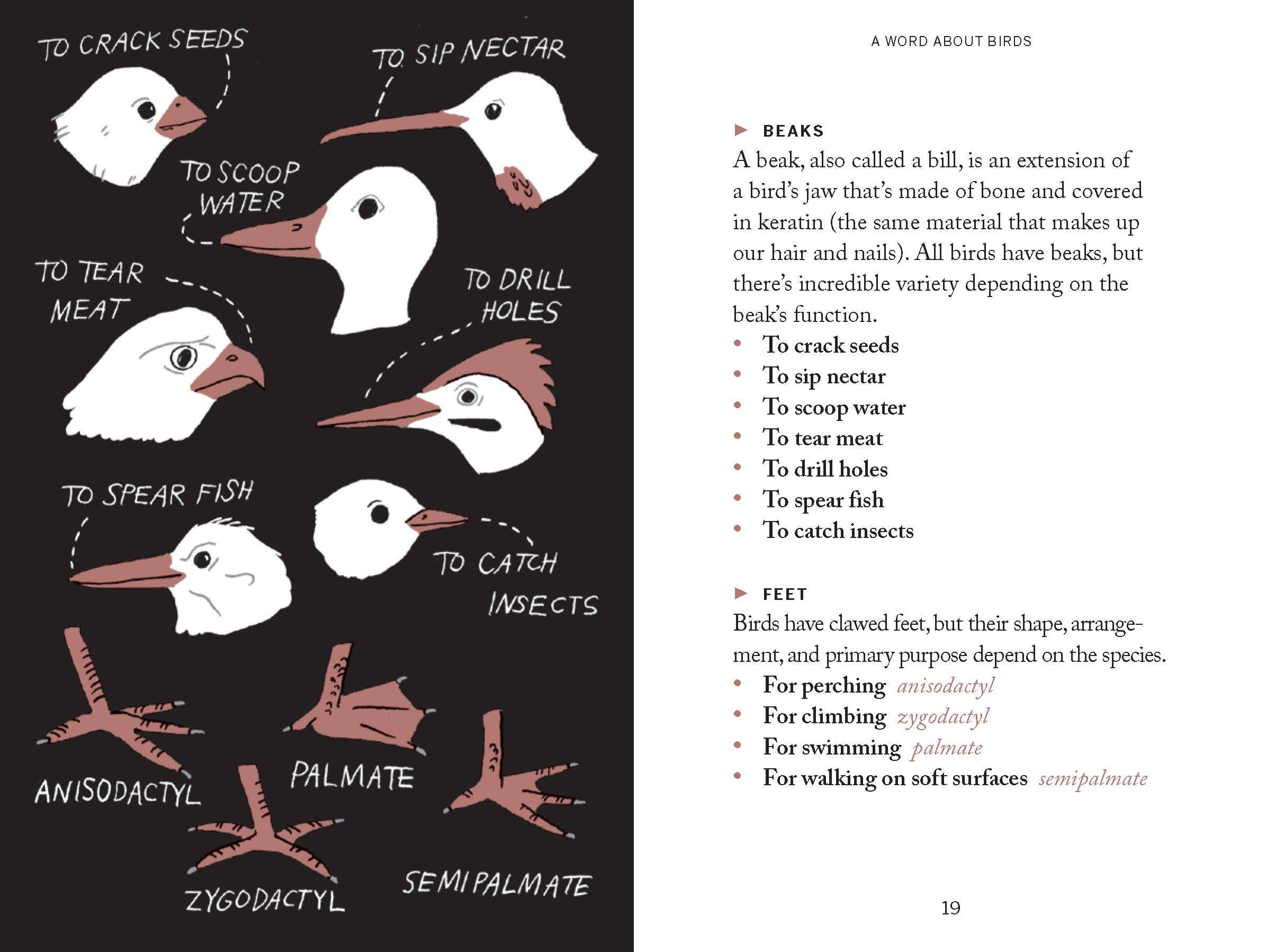 Pocket Nature: Bird-Watching Book - Image 3
